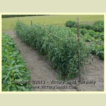 Mama Leone Tomato - Image 2