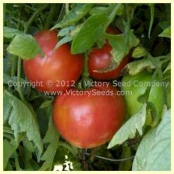 Livingston's Marhio (Marvelous) Tomato