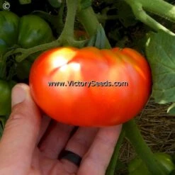 Marmande (Costoluto) Tomato