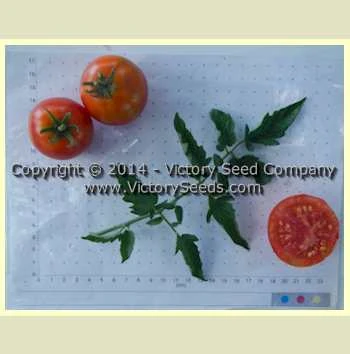 Marvana Tomato - Image 3