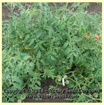 Marvana Tomato - Image 2