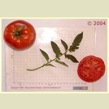 Maule's Success Tomato