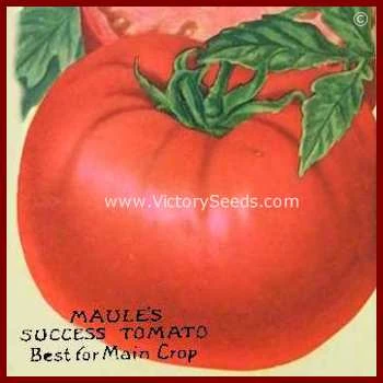 Maule's Success Tomato - Image 6