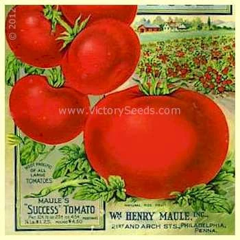 Maule's Success Tomato - Image 5