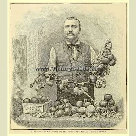 Maule's Success Tomato - Image 4