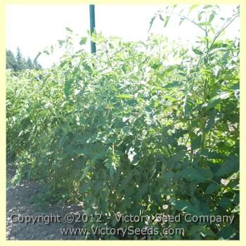 Maule's Success Tomato - Image 2