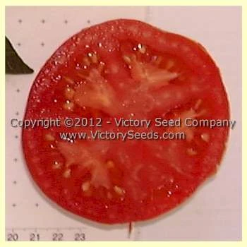 Maule's Success Tomato - Image 3
