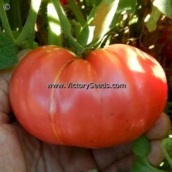 McGarity's Mortgage Lifter Tomato