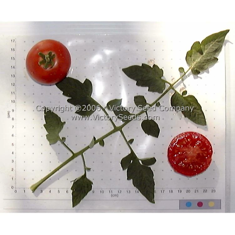 McGee Tomato - Image 2