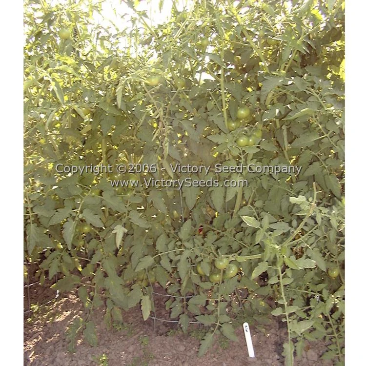 McGee Tomato - Image 3