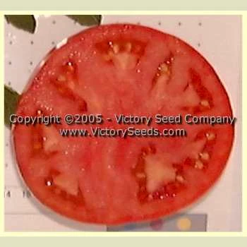 Medford Tomato - Image 3