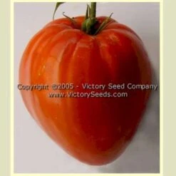 Mediterranean Tomato