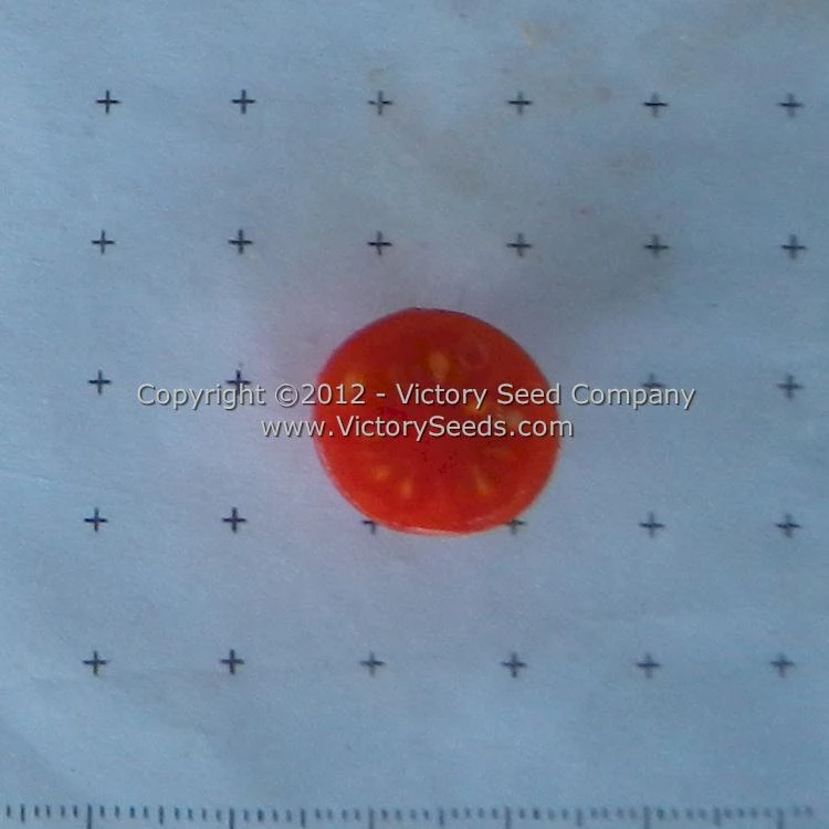 Mexico Midget Tomato - Image 7