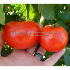 Michigan Red Wonder Tomato