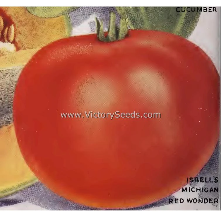Michigan Red Wonder Tomato - Image 8