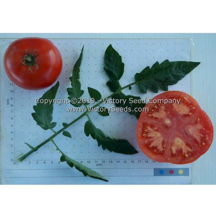 Michigan Red Wonder Tomato - Image 5