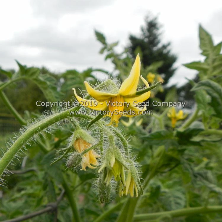 Michigan Red Wonder Tomato - Image 6