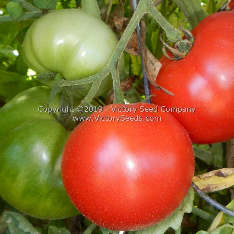 Michigan Red Wonder Tomato - Image 4