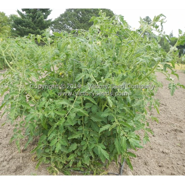 Michigan Red Wonder Tomato - Image 3