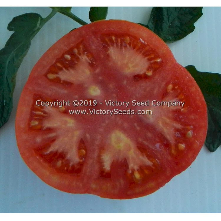 Michigan Red Wonder Tomato - Image 2