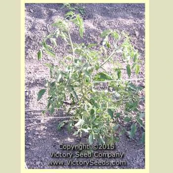 Mikarda Sweet Tomato - Image 4