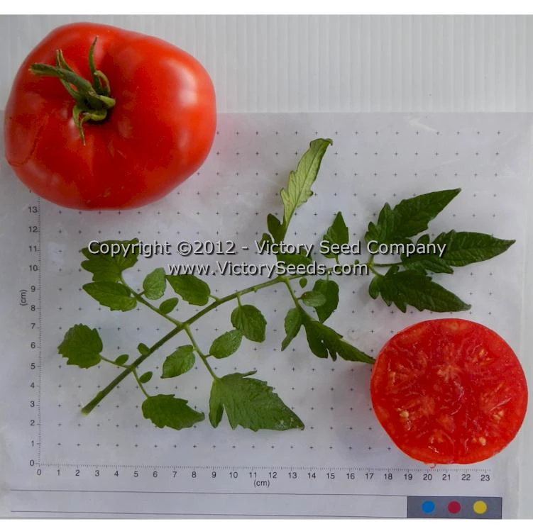 Millet's Dakota Tomato - Image 4