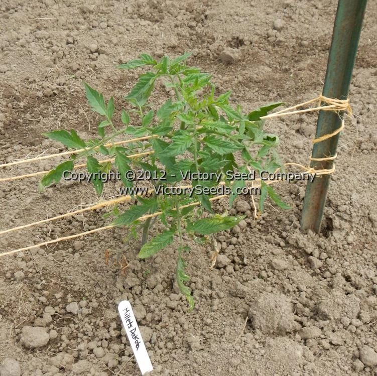 Millet's Dakota Tomato - Image 5