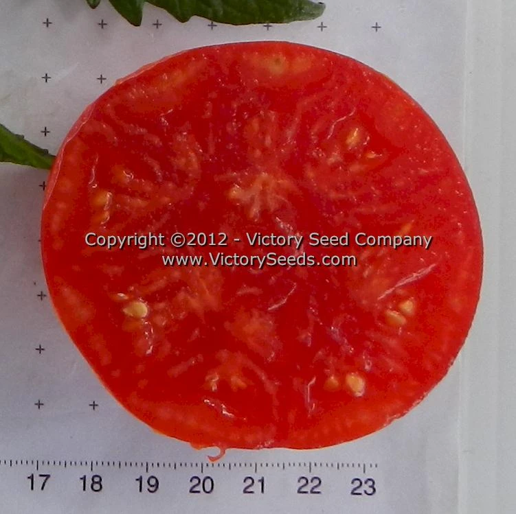 Millet's Dakota Tomato - Image 2