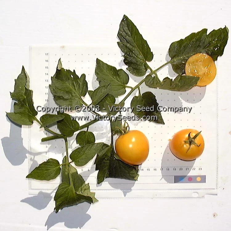 Mingold Tomato - Image 5