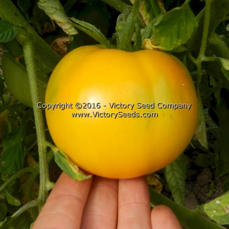 Mingold Tomato - Image 7