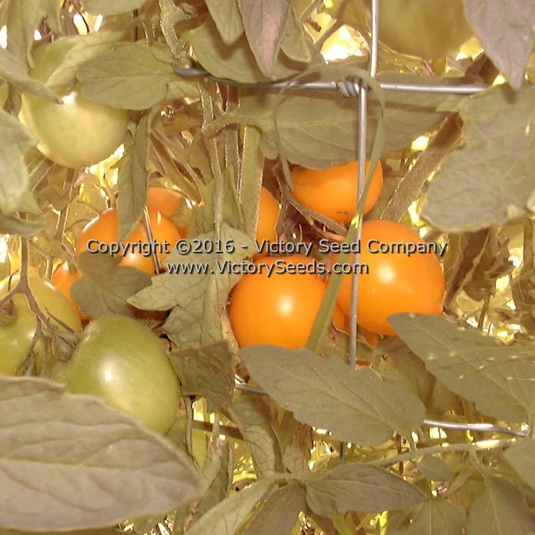 Mingold Tomato - Image 3