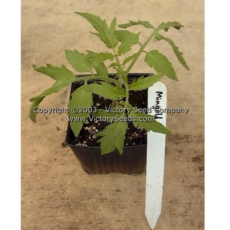 Mingold Tomato - Image 8