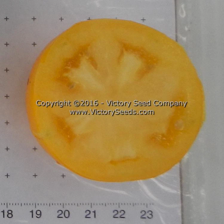 Mingold Tomato - Image 4