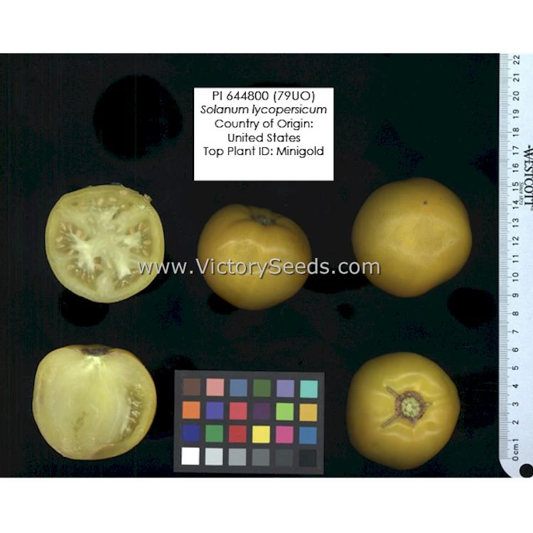 Mingold Tomato - Image 6