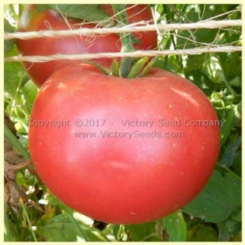 Missouri Pink Love Apple Tomato