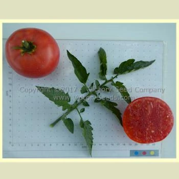 Missouri Pink Love Apple Tomato - Image 4