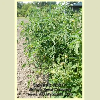 Missouri Pink Love Apple Tomato - Image 3