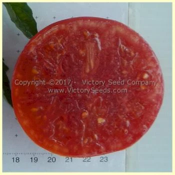 Missouri Pink Love Apple Tomato - Image 2