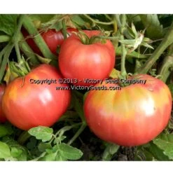Pale Leaf Mortgage Lifter Tomato