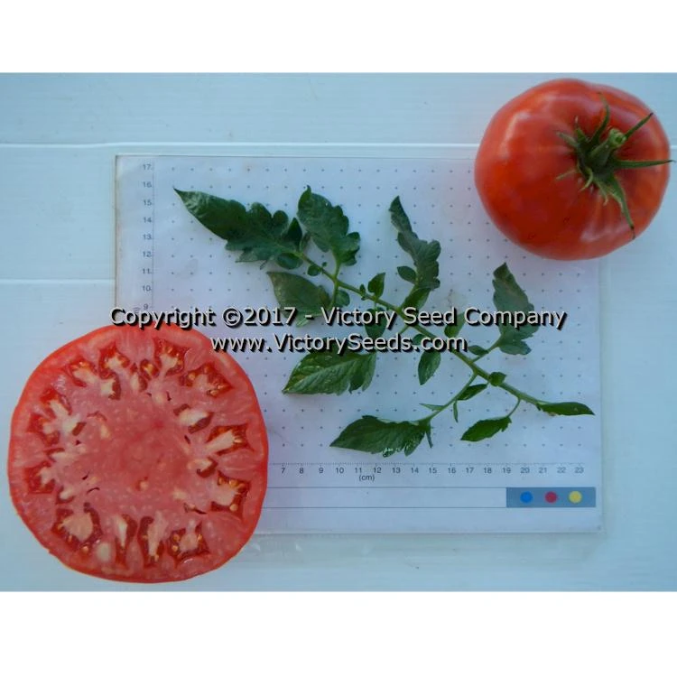 Red Mortgage Lifter Tomato - Image 3