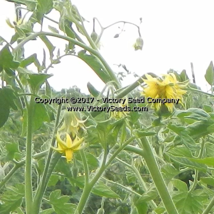 Red Mortgage Lifter Tomato - Image 7