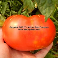 Red Mortgage Lifter Tomato
