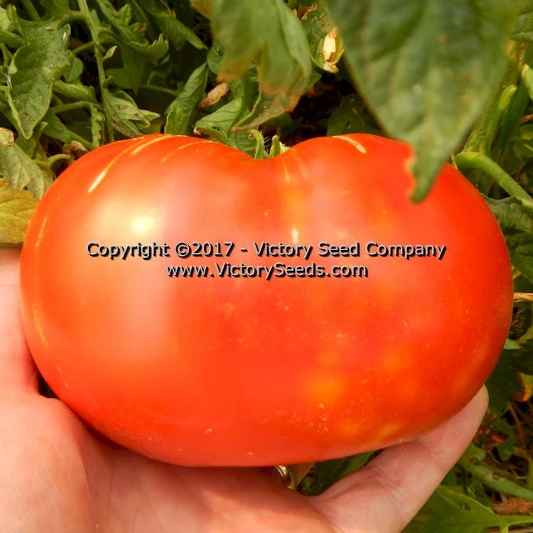 Red Mortgage Lifter Tomato