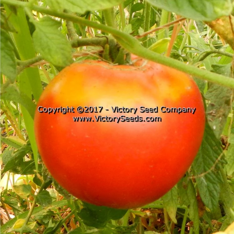 Red Mortgage Lifter Tomato - Image 6