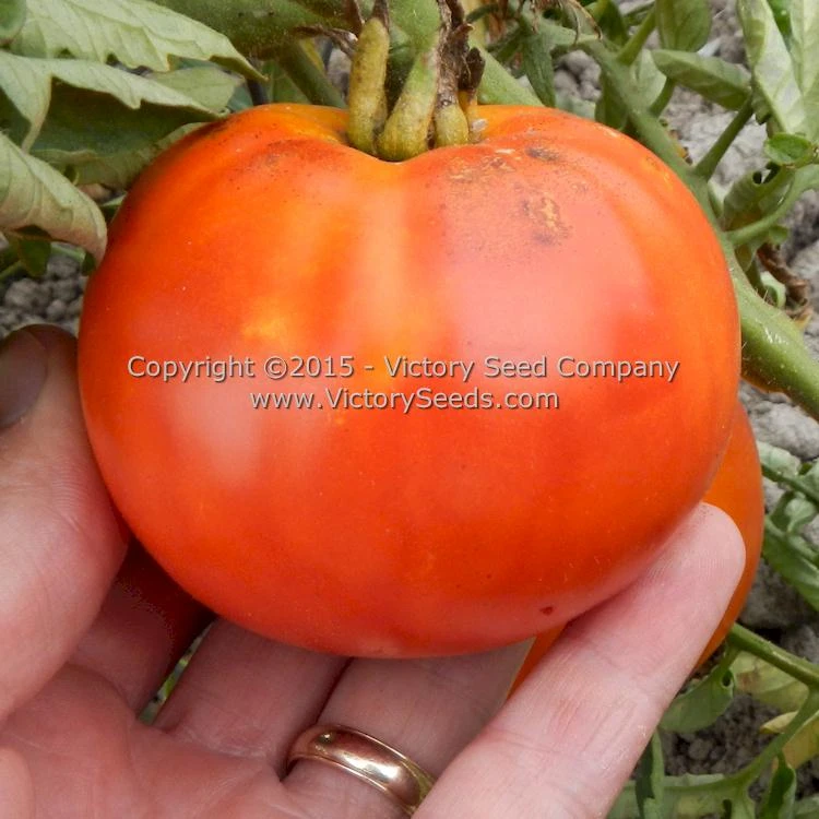 Red Mortgage Lifter Tomato - Image 4