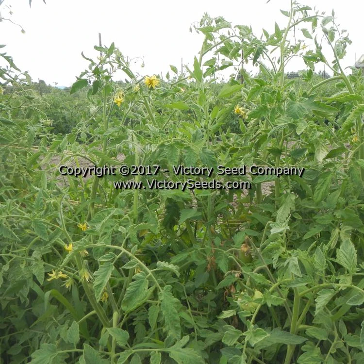 Red Mortgage Lifter Tomato - Image 5