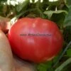 Mullens' Mortgage Lifter Tomato