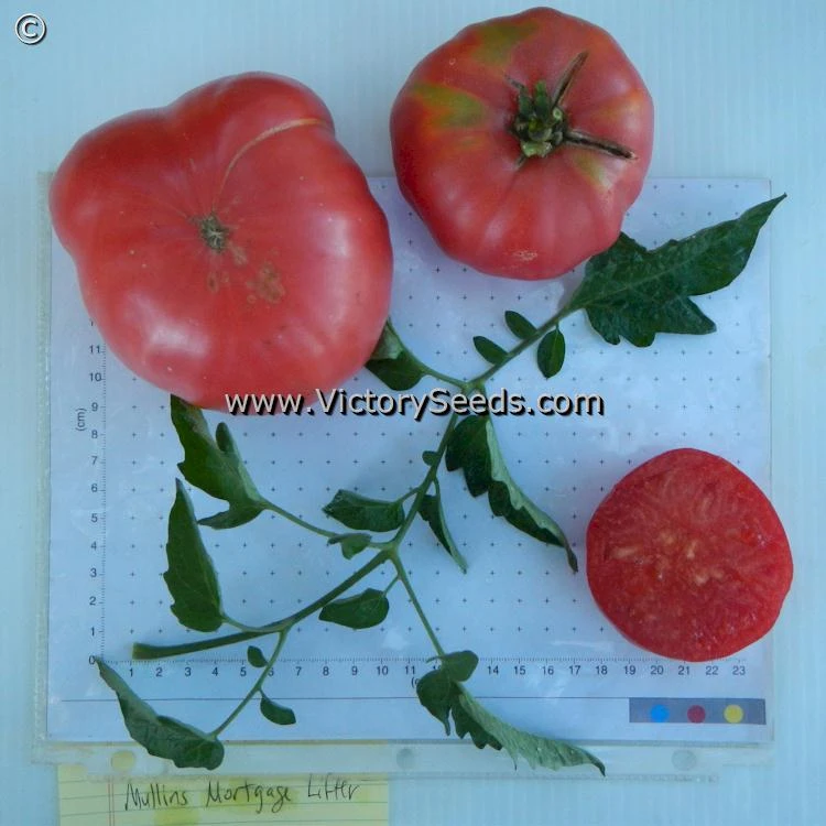 Mullens' Mortgage Lifter Tomato - Image 4