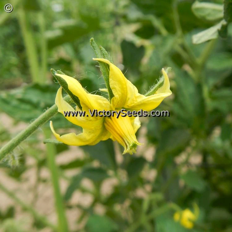 Mullens' Mortgage Lifter Tomato - Image 5