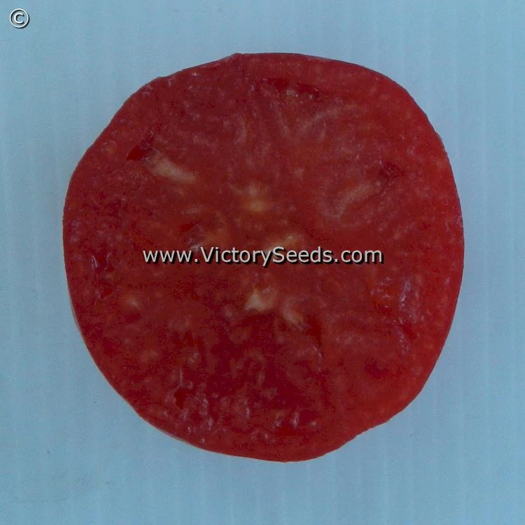 Mullens' Mortgage Lifter Tomato - Image 2